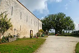 Noyer noir d'Amérique de l'Abbaye Notre-Dame de Sablonceaux.