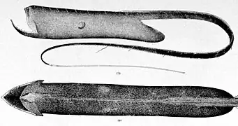 Cette espèce de grangousier, Saccopharynx flagellum, possède, comme toutes les espèces de son genre, un organe bioluminescent au bout de la queue; il sert peut-être de leurre pour attirer les proies.