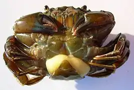 Sacculina carcini, une sacculine parasite sur le ventre d'un crabe.