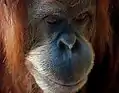 En Asie du Sud-Est, la destruction et fragmentation des forêts est la première cause de disparition de l'orang-outan