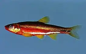 Notropis rubricroceus