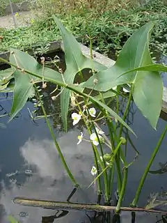 Sagittaria sagittifolia.