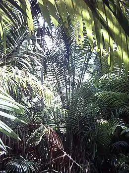 Dans une forêt dense équatoriale, un palmier présente un maigre tronc au-dessus duquel s'élancent six ou sept branches dont les feuilles sont disposées en arêtes de poisson.