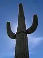 Saguaro à Scottsdale, en Arizona.