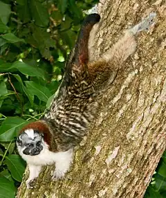 Description de l'image Saguinus geoffroyi.jpg.