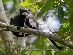 Description de l'image Saguinus mystax - Moustached Tamarin; Serra do Divisor National Park, Acre, Brazil.jpg.