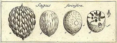 Croquis par Joseph Gaertner des fruits de R. farinifera (1792)