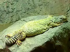 Description de l'image Saharan Spiny-tailed Lizard, Uromastyx geyri.jpg.