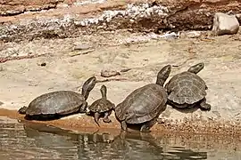 Mauremys leprosa