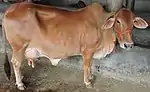 Vache à bosse zébuine, robe rouge et mamelle développée dans une étable.