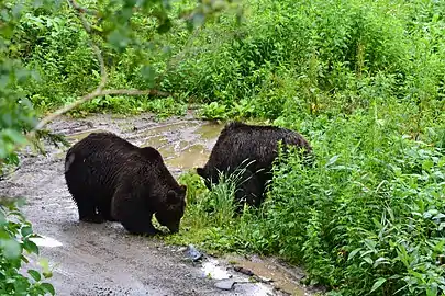 Ours bruns dans les monts Hidaka en juillet 2011.