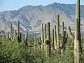 Saguaros dans leur habitat naturel à Ímuris, Sonora.