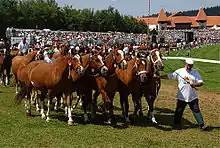 Groupe de chevaux bais tenu en main par un homme.