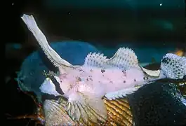 Nautichthys oculofasciatus