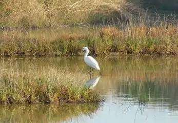 Aigrette garzette dans un marais salant