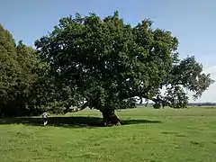 Le chêne pédonculé, classé arbre remarquable.