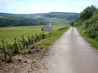 Vignoble de Saint-Aubin.