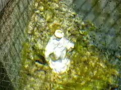 La statuette de la Vierge à l'intérieur de la fontaine en 2012.