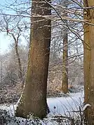 La forêt en hiver: futaie de chênes.