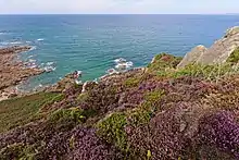 paysage ensoleillé de la côte du Trégor finistérien à Saint-Jean-du-Doigt prise depuis le sentier de grande randonnée numéro 34, le chemin passe au milieu des bruyères en fleur et domine la côte de granit découpée