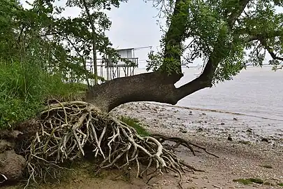 Erosion des berges de la Dordogne dans le port de Saint-Julien.