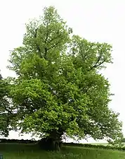 Arbre de la croix à Saint-Léger-lès-Domart.