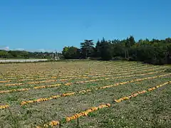 Citrouilles prêtes à récolter.