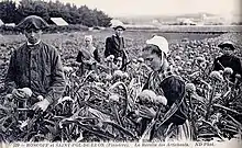 La récolte des artichauts dans la région de Saint-Pol-de-Léon et Roscoff (carte postale ND Photo, vers 1910).