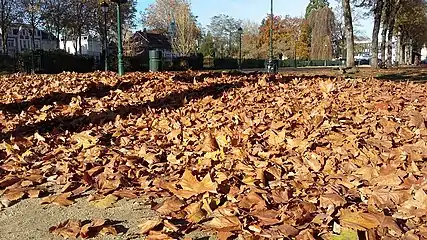 ...les feuilles mortes se ramassent à la pelle...