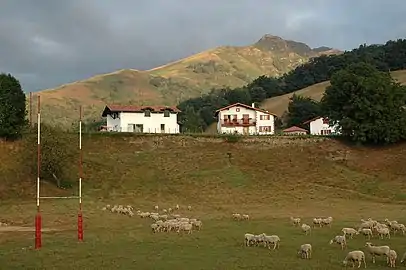 Le terrain de rugby envahi par les moutons.