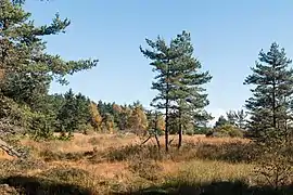 Tourbière de Gimel.