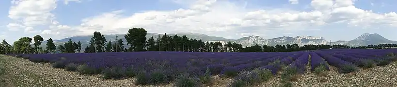 Vue panoramique