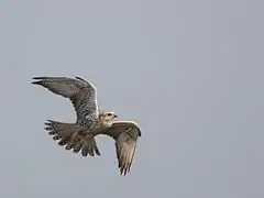 Faucon sacre en plein vol