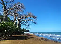 Plage de Sakouli (Mayotte) et ses baobabs.