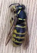 Guêpe saxonne (Dolichovespula saxonica)