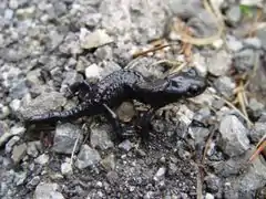 Salamandre noire.