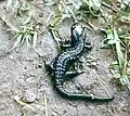 Salamandre alpestre (Salamandra atra)