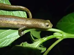 Description de l'image Salamandra de Mombacho (Bolitoglossa mombachoensis) (11457871254).jpg.