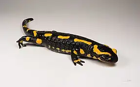  Salamandre tachetée, taches noires sur fond jaune