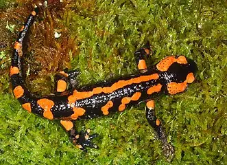 Certains spécimens assez rares, mais pouvant dominer dans certaines localités, ont des taches plutôt orange à rougeâtres, il s'agit de variabilité génétique. Il en existe dans la plupart des sous-espèces.