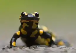Salamandre tachetée.