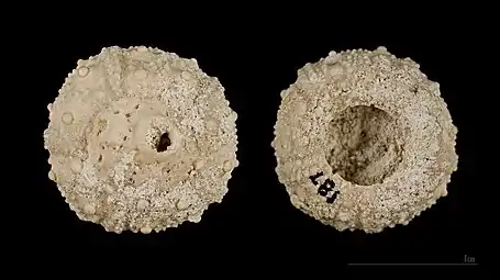 Fossile de Salenia petalifera MHNT