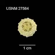 Test de Bathysalenia cincta (USNM)