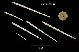 Test et radioles de Salenocidaris crassispina (USNM)