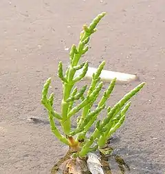 Salicorne d'Europe (Salicornia europaea).