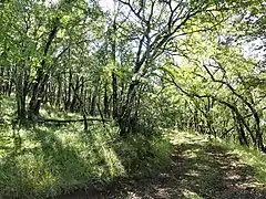 Chemin forestier en limite de Salignac-Eyvigues et Souillac.