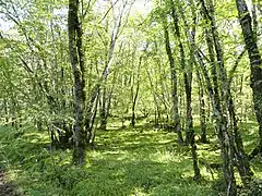 Sous-bois sur Salignac-Eyvigues, en bordure de ce chemin.