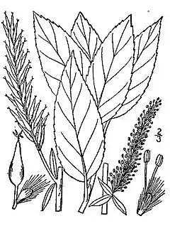 Description de l'image Salix-myricoides-myricoides.jpg.