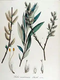 Description de l'image Salix acuminata — Flora Batava — Volume v14.jpg.