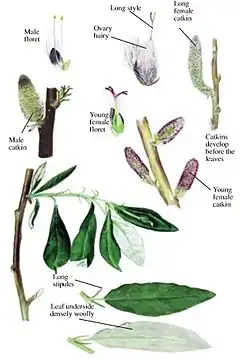 Description de l'image Salix alaxensis - summer.jpg.